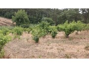 Terreno Rstico - Carvalhal, Bombarral, Leiria - Miniatura: 5/9