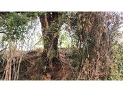 Terreno Rstico - Carvalhal, Bombarral, Leiria - Miniatura: 8/9