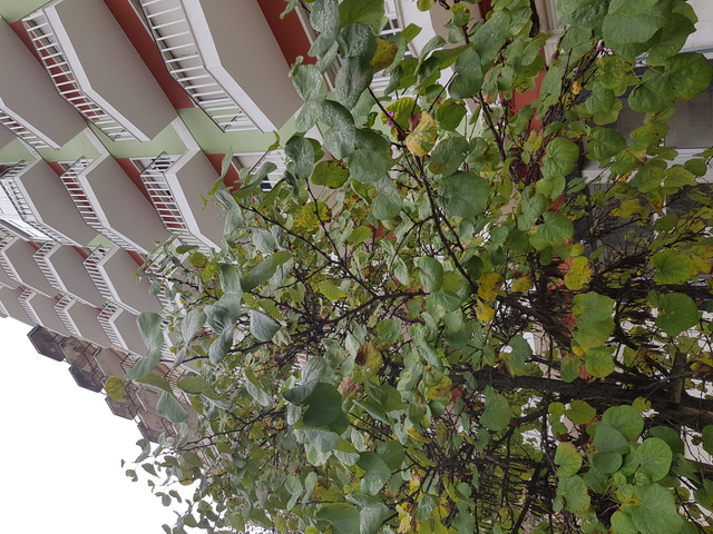 Apartamento T3 - Benfica, Lisboa, Lisboa - Imagem grande