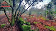 Terreno Rstico - Santo Tirso, Santo Tirso, Porto - Miniatura: 8/9