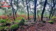 Terreno Rstico - Santo Tirso, Santo Tirso, Porto - Miniatura: 9/9