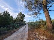 Terreno R�stico T0 - Castelo, Moimenta da Beira, Viseu - Miniatura: 9/9