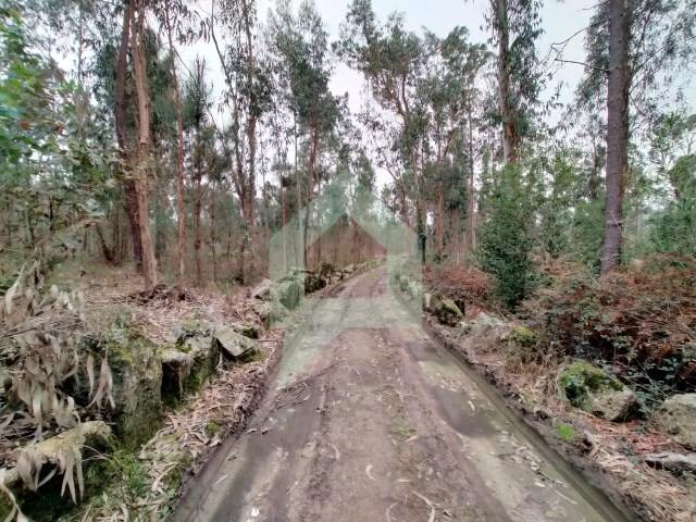 Terreno Rústico - Silveiros e Rio Covo, Barcelos, Braga - Imagem grande