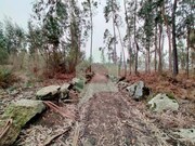 Terreno Rstico - Silveiros e Rio Covo, Barcelos, Braga - Miniatura: 6/9