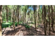 Terreno R�stico - Moledo, Caminha, Viana do Castelo - Miniatura: 6/9