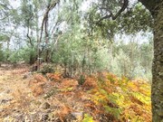 Terreno R�stico - Quinti�es, Barcelos, Braga - Miniatura: 8/9