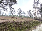 Terreno R�stico - Durr�es, Barcelos, Braga - Miniatura: 3/9