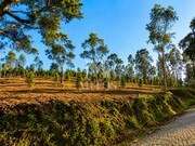 Terreno R�stico - Durr�es, Barcelos, Braga - Miniatura: 3/8