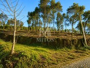 Terreno R�stico - Durr�es, Barcelos, Braga - Miniatura: 4/8