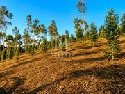 Terreno R�stico - Durr�es, Barcelos, Braga - Miniatura: 7/8