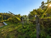 Terreno R�stico - Subportela, Viana do Castelo, Viana do Castelo - Miniatura: 5/9