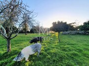 Quinta > T6 - Santa Marta de Portuzelo, Viana do Castelo, Viana do Castelo - Miniatura: 3/9