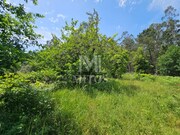 Terreno R�stico - Gondar, Caminha, Viana do Castelo - Miniatura: 2/9