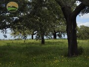 Quinta T1 - Santa Margarida da Serra, Grndola, Setbal - Miniatura: 6/9