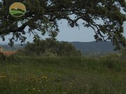 Quinta T1 - Santa Margarida da Serra, Grndola, Setbal - Miniatura: 7/9