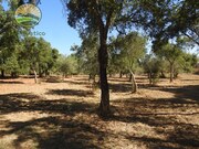 Quinta - Santa Margarida da Serra, Grndola, Setbal - Miniatura: 5/9