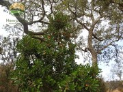 Terreno Rstico - Colos, Odemira, Beja - Miniatura: 9/9