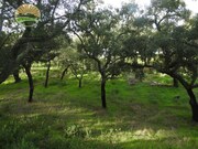 Quinta T1 - Santa Margarida da Serra, Grndola, Setbal - Miniatura: 6/9