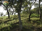 Quinta T1 - Santa Margarida da Serra, Grndola, Setbal - Miniatura: 8/9