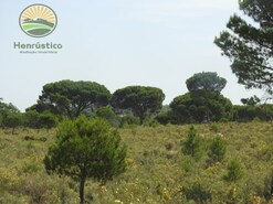 Terreno Rstico - Santa Margarida da Serra, Grndola, Setbal