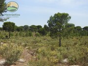 Terreno Rstico - Santa Margarida da Serra, Grndola, Setbal - Miniatura: 1/9