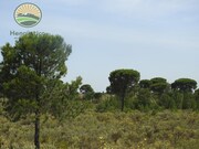 Terreno Rstico - Santa Margarida da Serra, Grndola, Setbal - Miniatura: 2/9