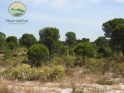Terreno Rstico - Santa Margarida da Serra, Grndola, Setbal - Miniatura: 3/9