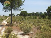 Terreno Rstico - Santa Margarida da Serra, Grndola, Setbal - Miniatura: 7/9