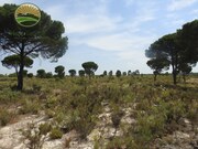 Terreno Rstico - Santa Margarida da Serra, Grndola, Setbal - Miniatura: 9/9