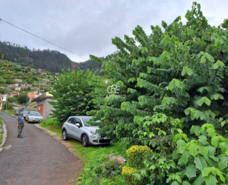 Terreno Rstico T0 - Arco da Calheta, Calheta (Madeira), Ilha da Madeira - Miniatura: 10/15