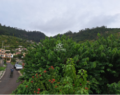 Terreno Rstico T0 - Arco da Calheta, Calheta (Madeira), Ilha da Madeira - Miniatura: 12/15