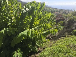 Terreno Rstico T0 - Canhas, Ponta do Sol, Ilha da Madeira - Miniatura: 7/25
