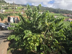 Terreno Rstico T0 - Canhas, Ponta do Sol, Ilha da Madeira - Miniatura: 10/25