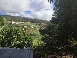 Terreno Rstico T0 - Canhas, Ponta do Sol, Ilha da Madeira - Miniatura: 11/25