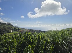 Terreno Rstico T0 - Canhas, Ponta do Sol, Ilha da Madeira - Miniatura: 24/25