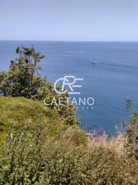 Terreno Rstico T0 - So Martinho, Funchal, Ilha da Madeira - Miniatura: 2/9