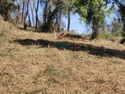 Terreno R�stico - Assafarge, Coimbra, Coimbra - Miniatura: 2/9