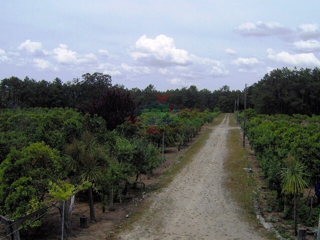 Quinta T4 - Tocha, Cantanhede, Coimbra - Imagem grande