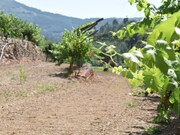 Quinta T2 - Lavegadas, Vila Nova de Poiares, Coimbra - Miniatura: 6/9