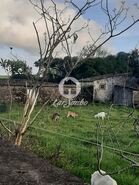 Terreno R�stico - Fontinhas, Praia da Vit�ria, Ilha Terceira - Miniatura: 9/20