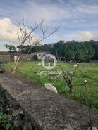 Terreno R�stico - Fontinhas, Praia da Vit�ria, Ilha Terceira - Miniatura: 10/20