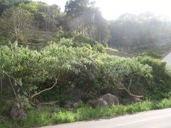 Terreno R�stico - Fontinhas, Praia da Vit�ria, Ilha Terceira - Miniatura: 13/20