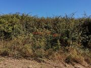 Terreno R�stico - CORONADO, Trofa, Porto - Miniatura: 2/9