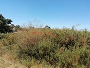 Terreno R�stico - CORONADO, Trofa, Porto - Miniatura: 6/9