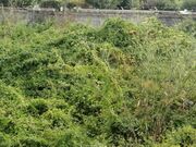 Terreno R�stico - CORONADO, Trofa, Porto - Miniatura: 4/9