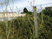 Terreno R�stico - CORONADO, Trofa, Porto - Miniatura: 7/9