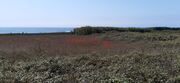 Terreno R�stico - A Ver-o-Mar, P�voa de Varzim, Porto - Miniatura: 2/9