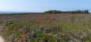 Terreno R�stico - A Ver-o-Mar, P�voa de Varzim, Porto - Miniatura: 3/9