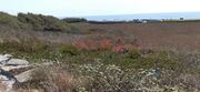 Terreno R�stico - A Ver-o-Mar, P�voa de Varzim, Porto - Miniatura: 4/9