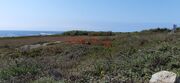 Terreno R�stico - A Ver-o-Mar, P�voa de Varzim, Porto - Miniatura: 5/9